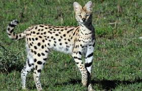 L'animal du serval, seule espèce féline du genre Leptailurus.